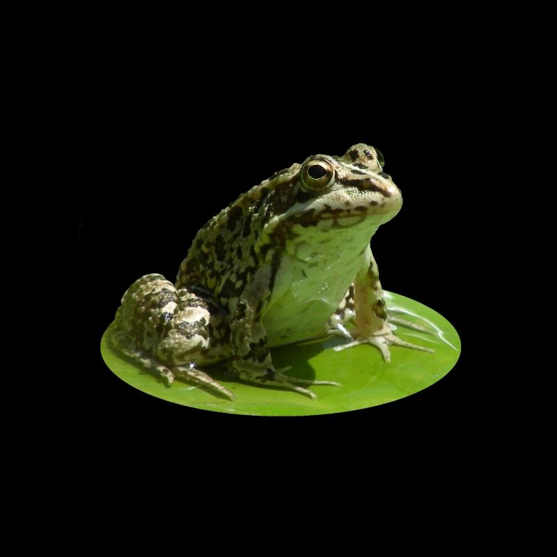 Frosch