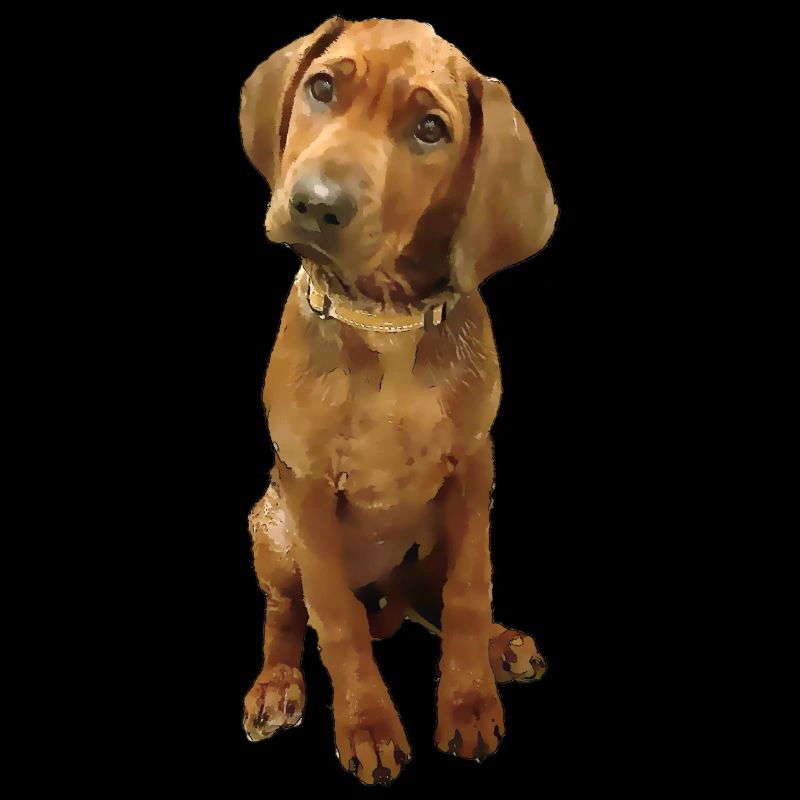 Hunderasse Ridgeback