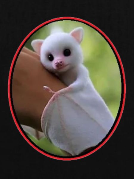 White mouse bat