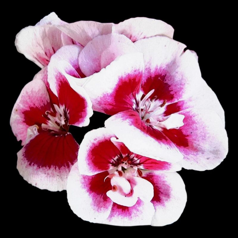 Fleurs roses