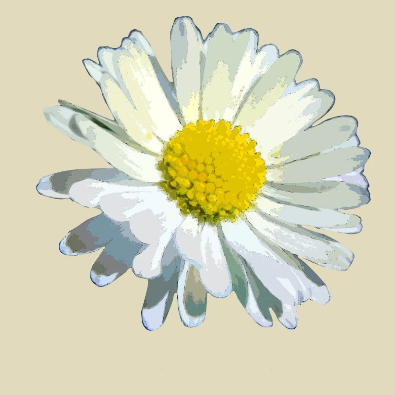 Gänseblümchen