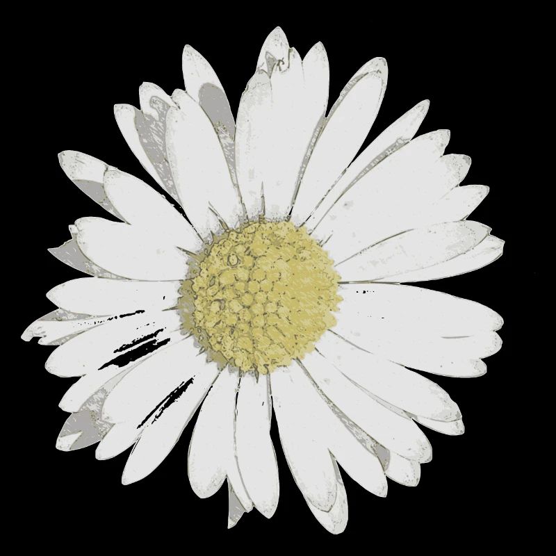 Gänseblümchen