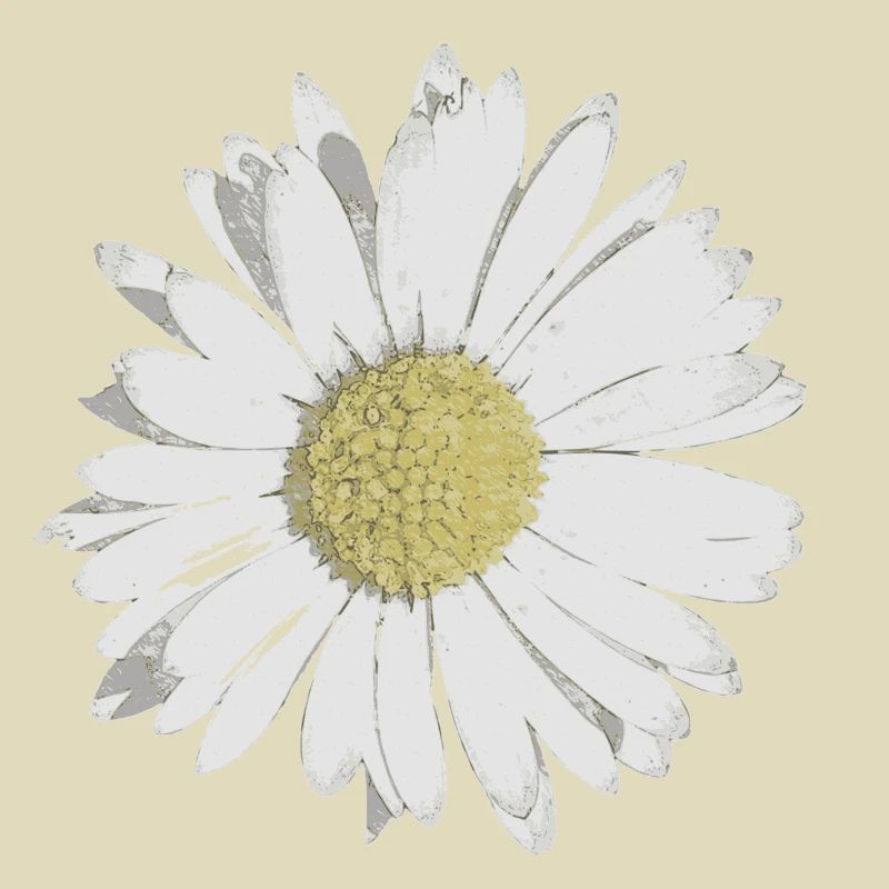 Gänseblümchen