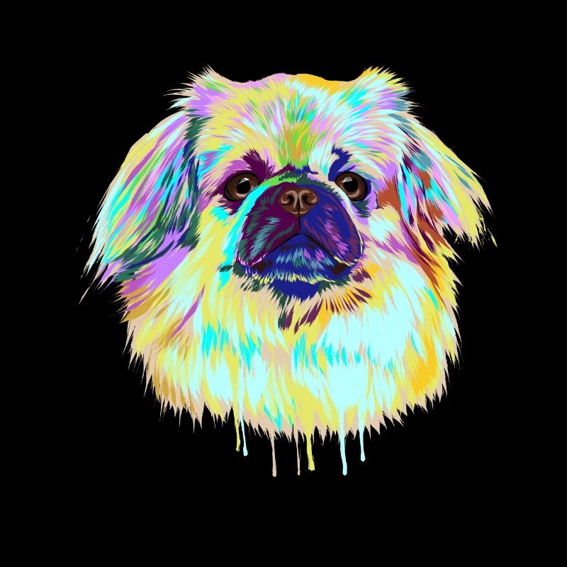 Splash Tibetan Spaniel Dog