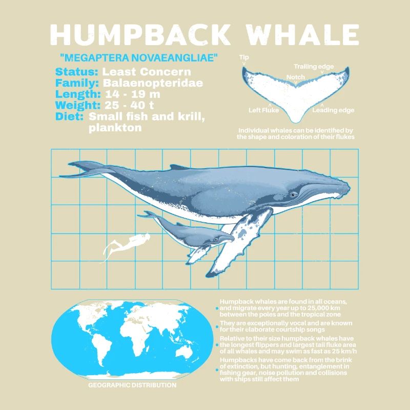 Humpback Whale Datasheet
