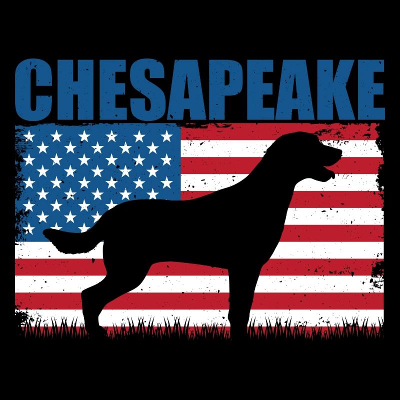 Retriever de la baie de Chesapeake