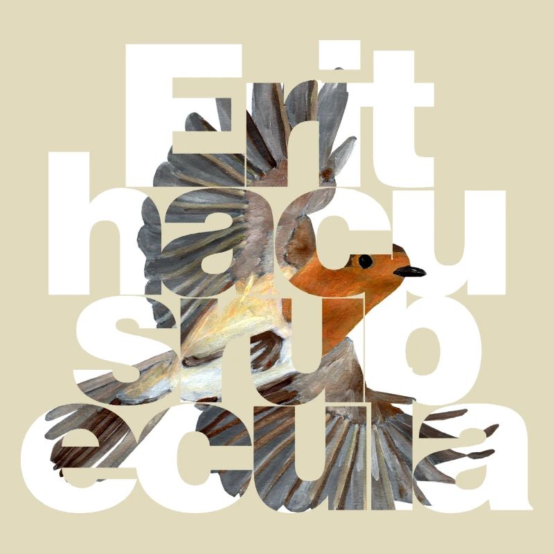 Erithacus rubecula - Robin