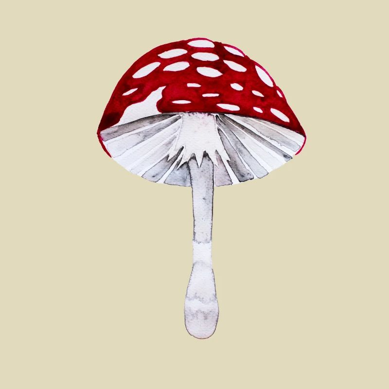Toadstool I Un cadeau de la chance