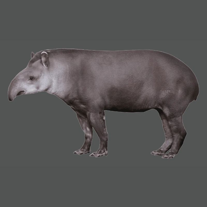 Der Tapir, Schwein oder Elefant?