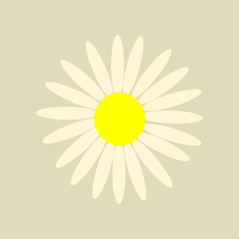 gaensebluemchen