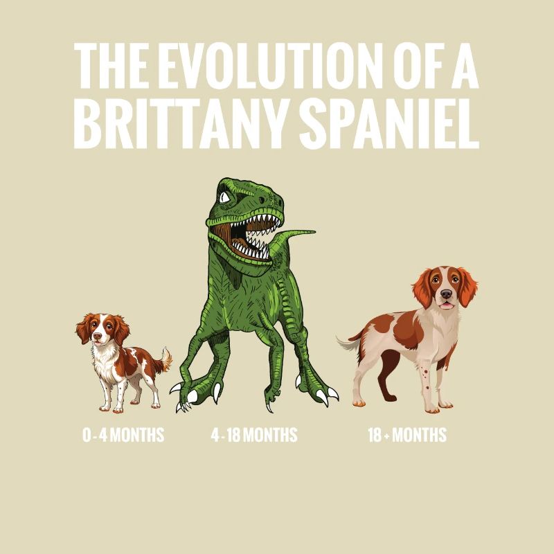 Die Evolution Eines Bretonischen Spaniel-hundes