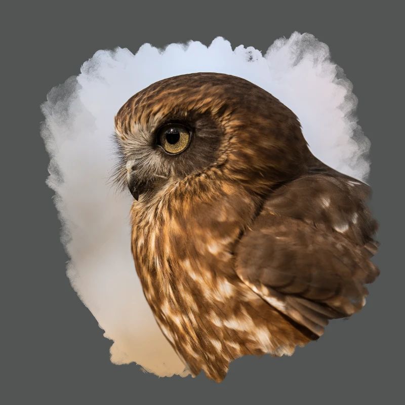 Conception de hibou