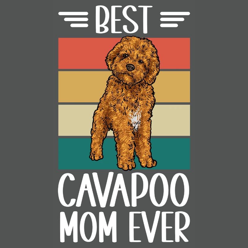 Cavapoo Cavoodle Capoodle Dog