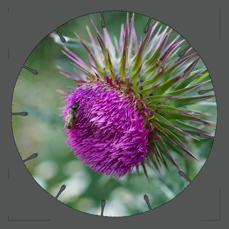 Die Distelblüte wird oft als Unkraut verschrien