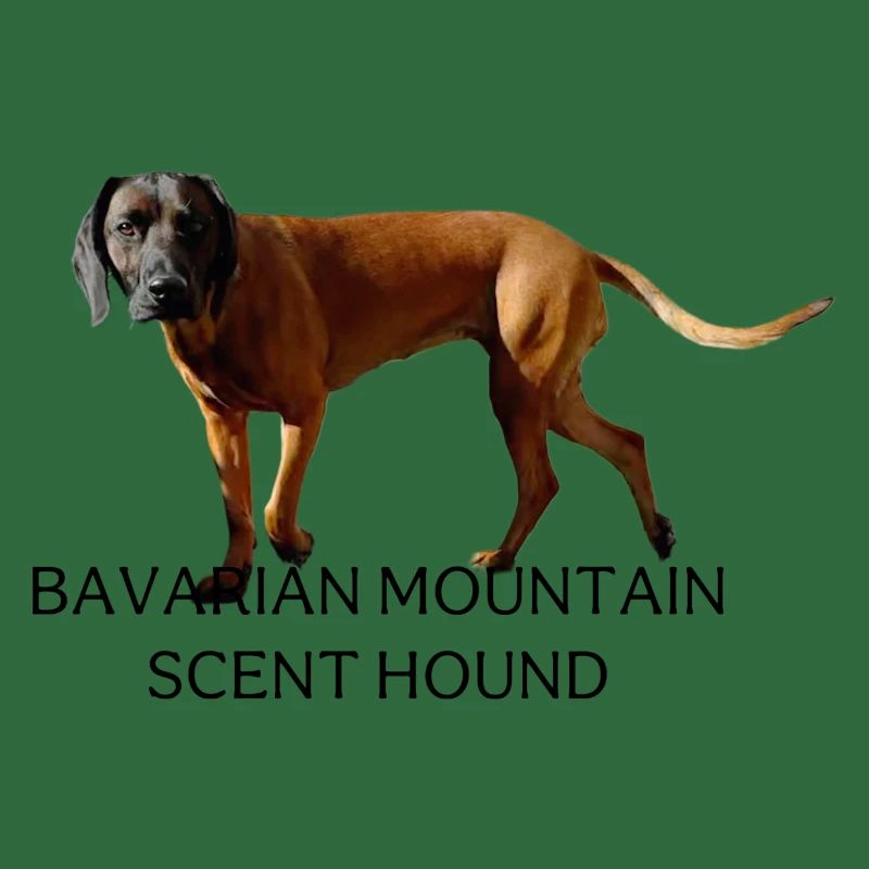 Bayerischer Gebirgsjagdhund 04