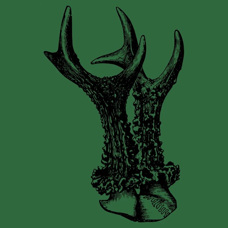 Cornes de cerf chevreuil