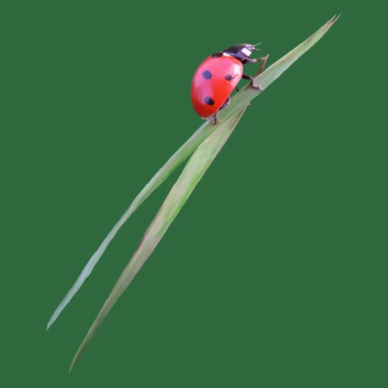 Marienkäfer