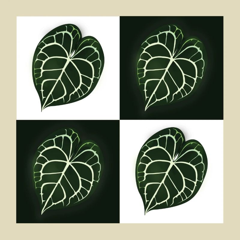 Anthurium Clarinervium