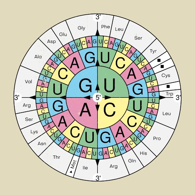 Biochimie RNA Codon Code Sun Grunge Look