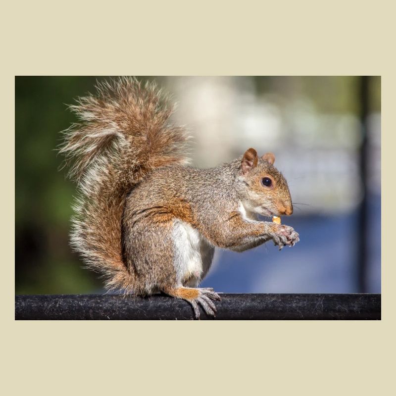 Grauhörnchen essen