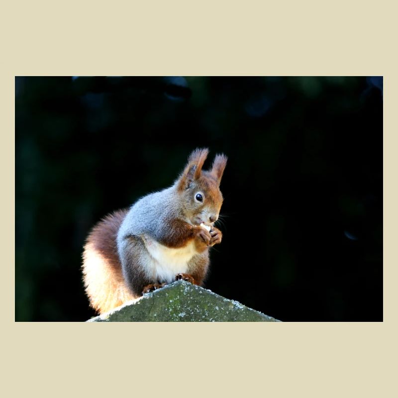 Eichhörnchen, Isibat