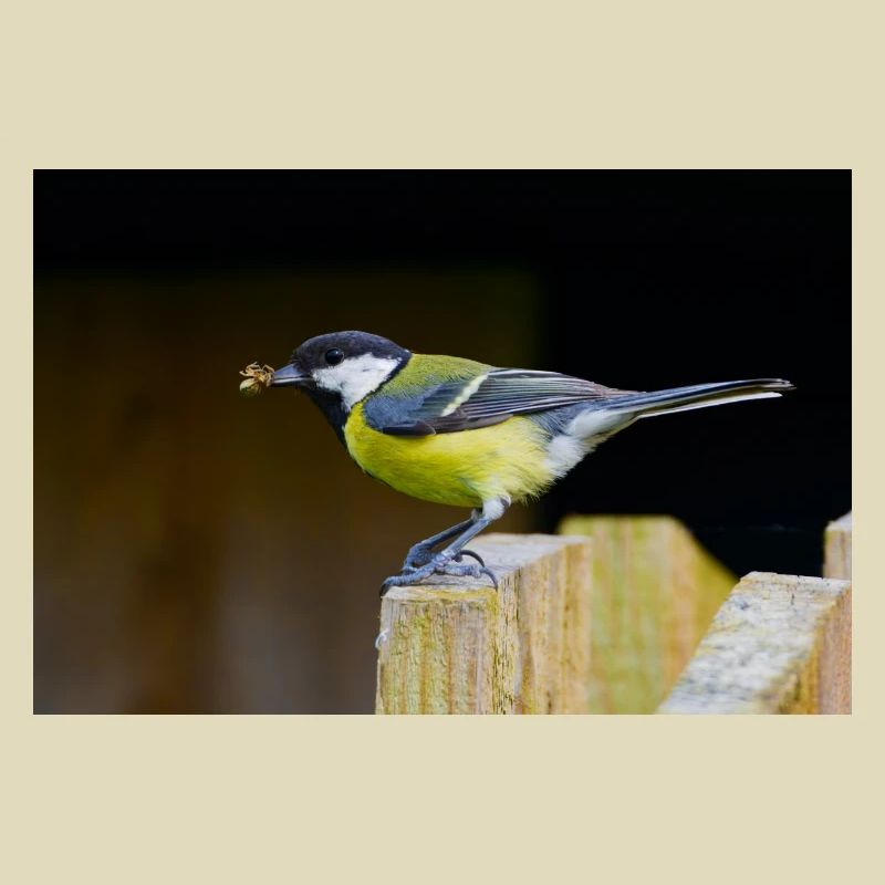 Great Tit with Spider