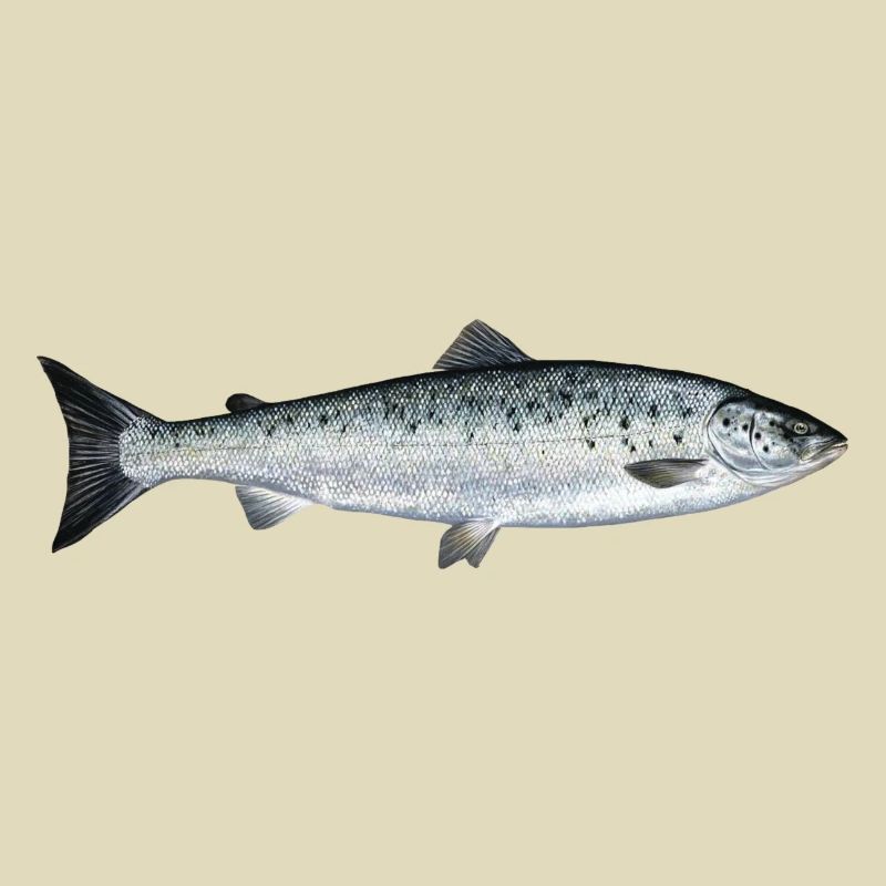 Lachs