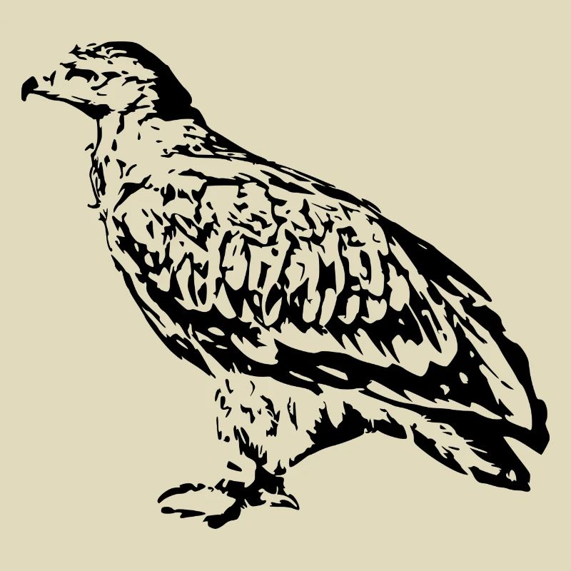 Falchi Uccelli Uccelli