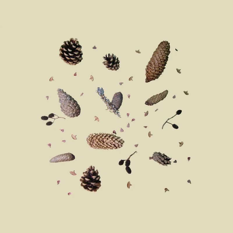 Cones, botany
