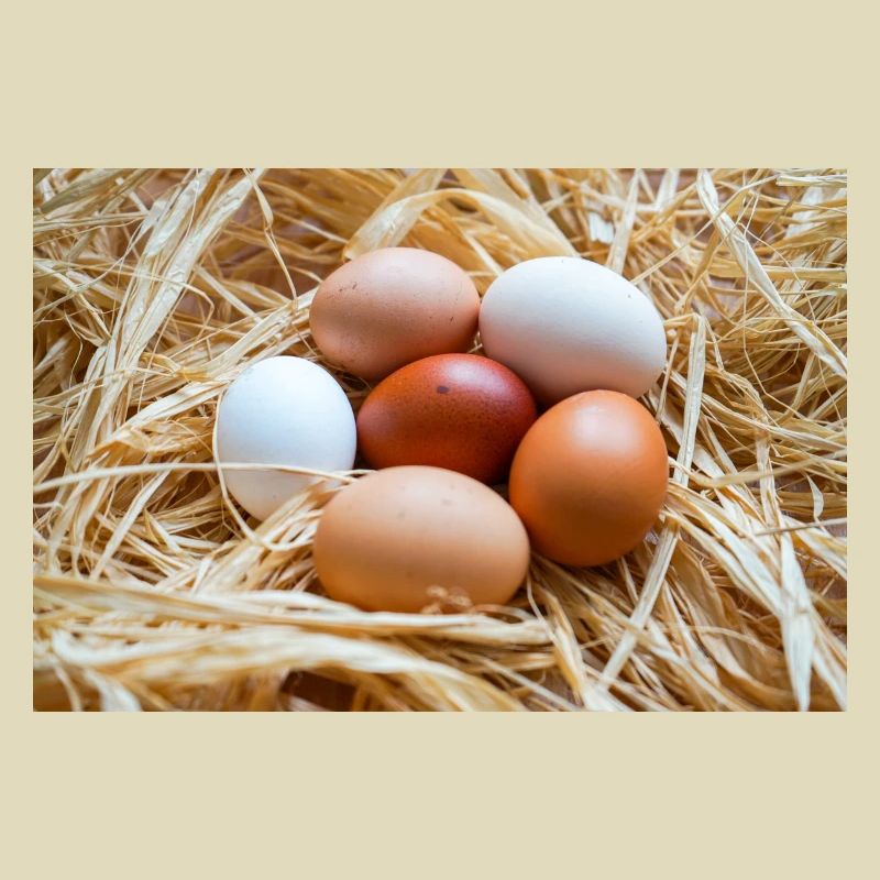 Eier im Stroh