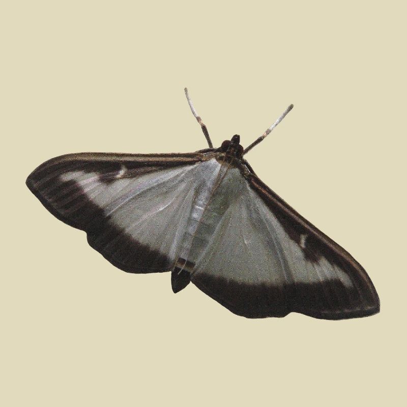 Buchsbaumzünsler