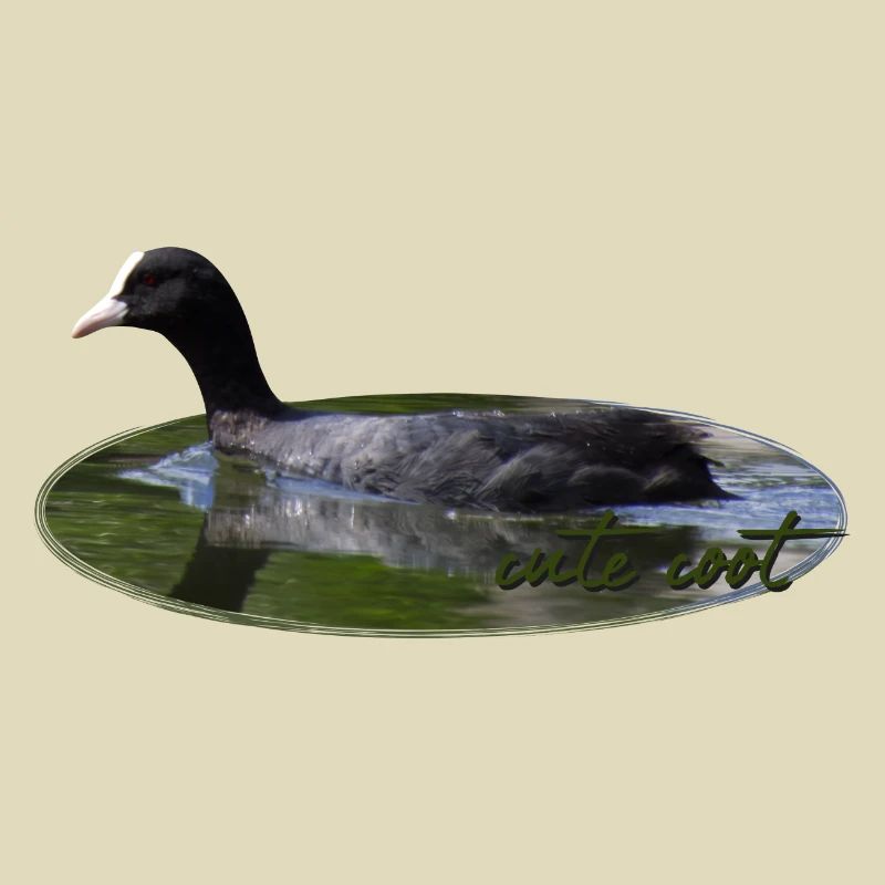 Blässhuhn Wasservogel Vogel