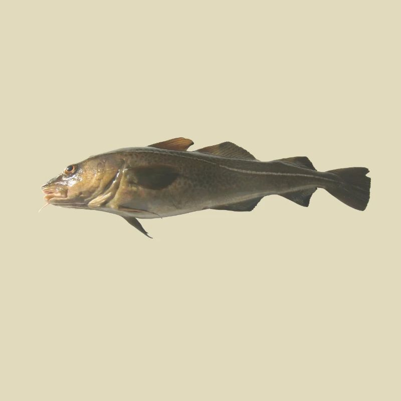 cod