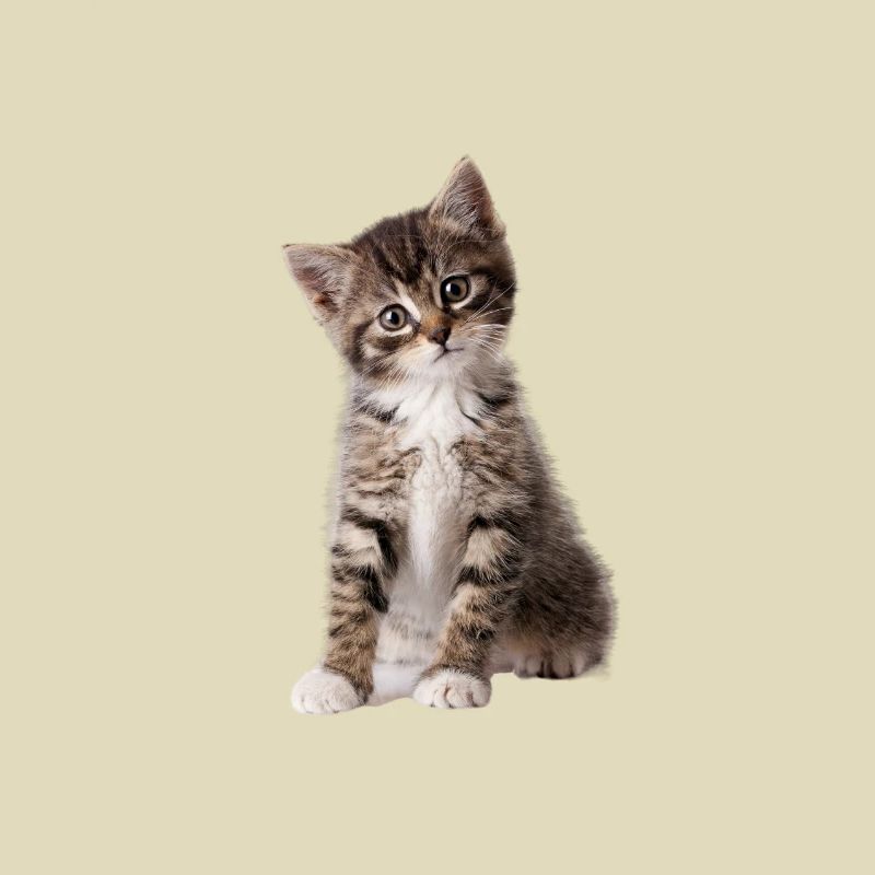 MIGON KITTEN