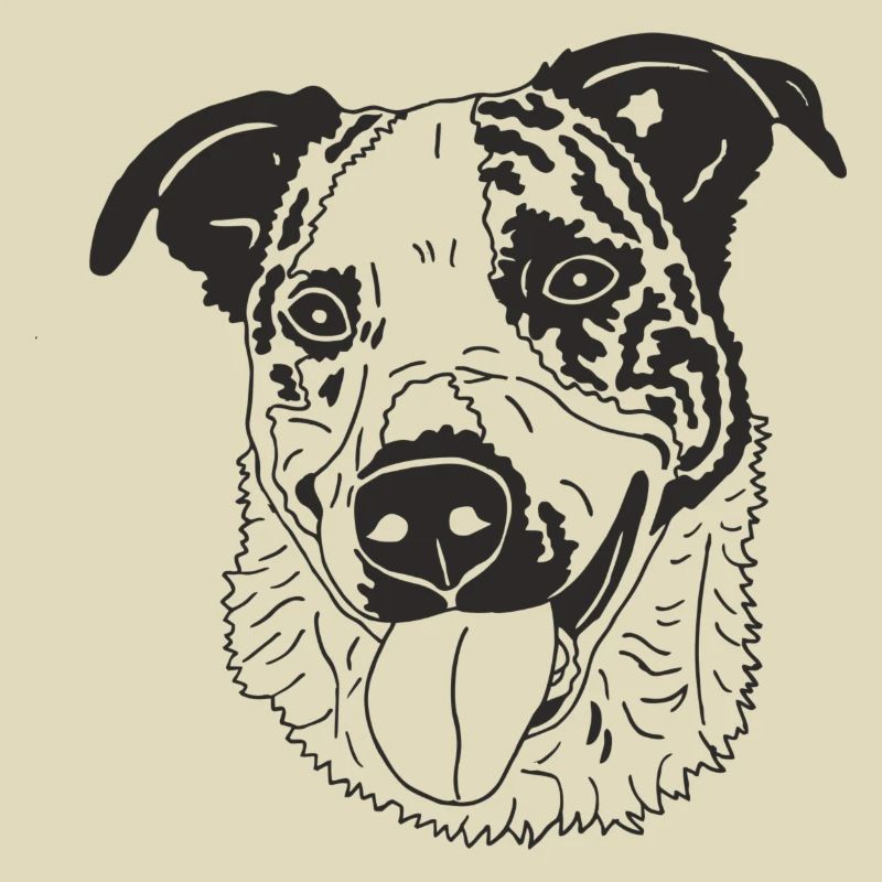 Basenji Mix