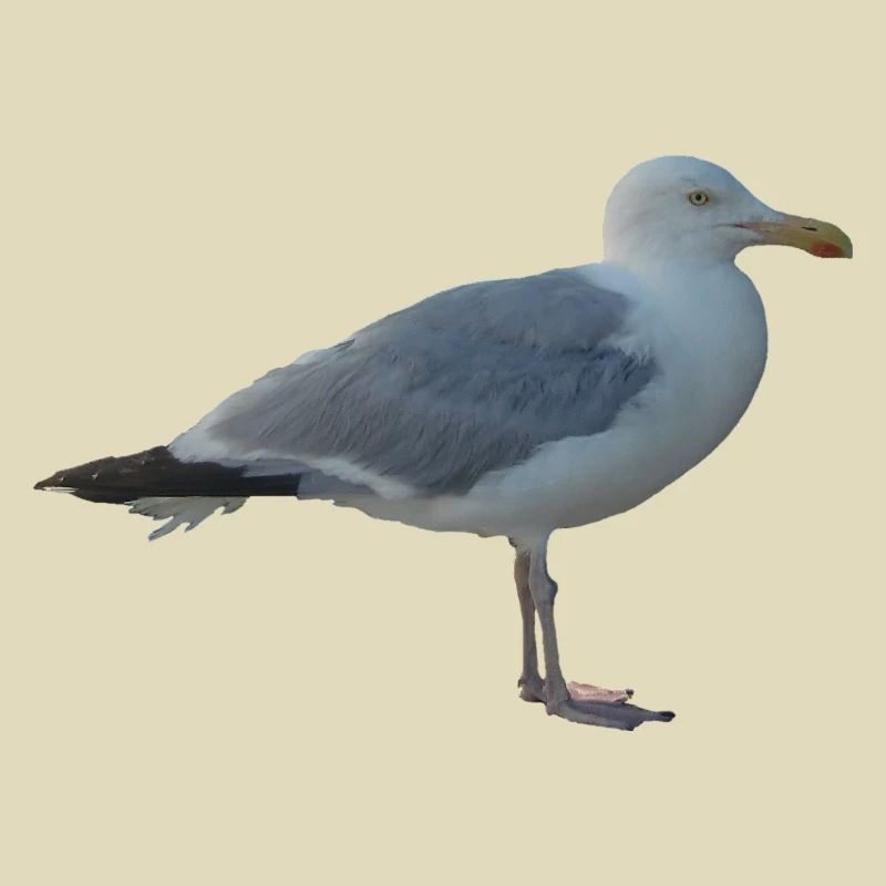 Möwe