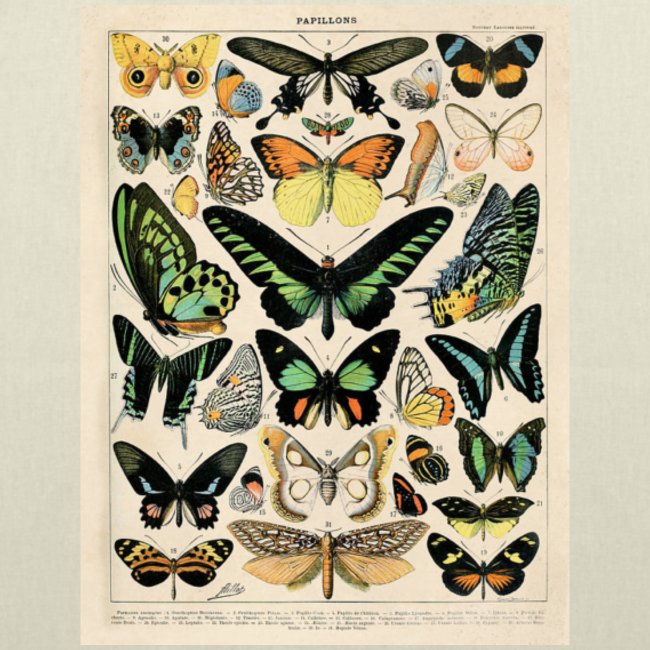 Schmetterlings Arten