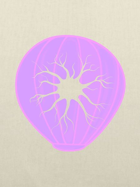 Biologie Evolution Studium