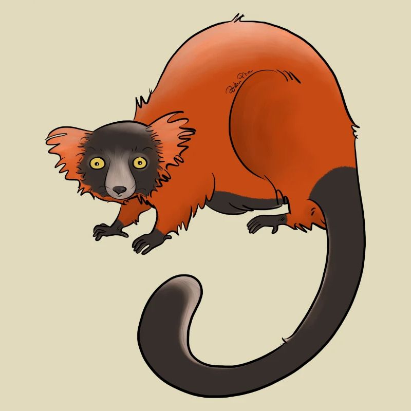 Rufous vari, Lemur oder nichts