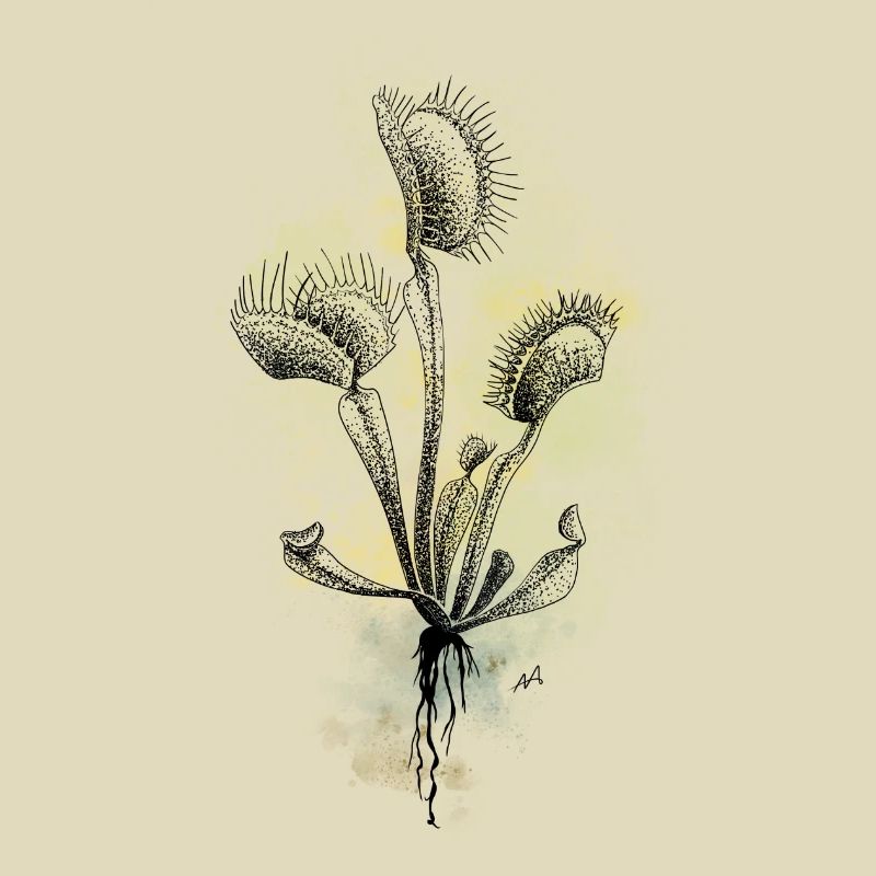 Venus flytrap