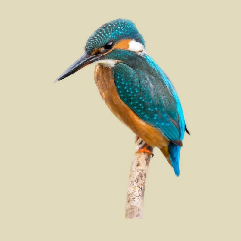 Eisvogel - Kingfisher
