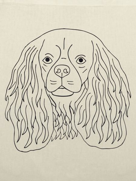 Cavalier King Charles Spaniel
