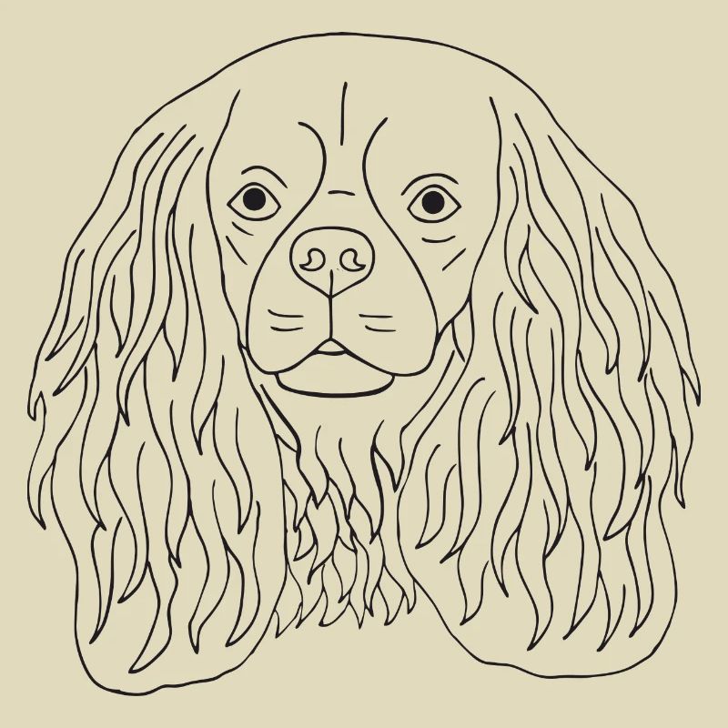 Cavalier King Charles Spaniel