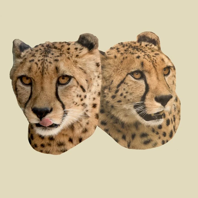 Cheetah Head, Front, Side, Natural