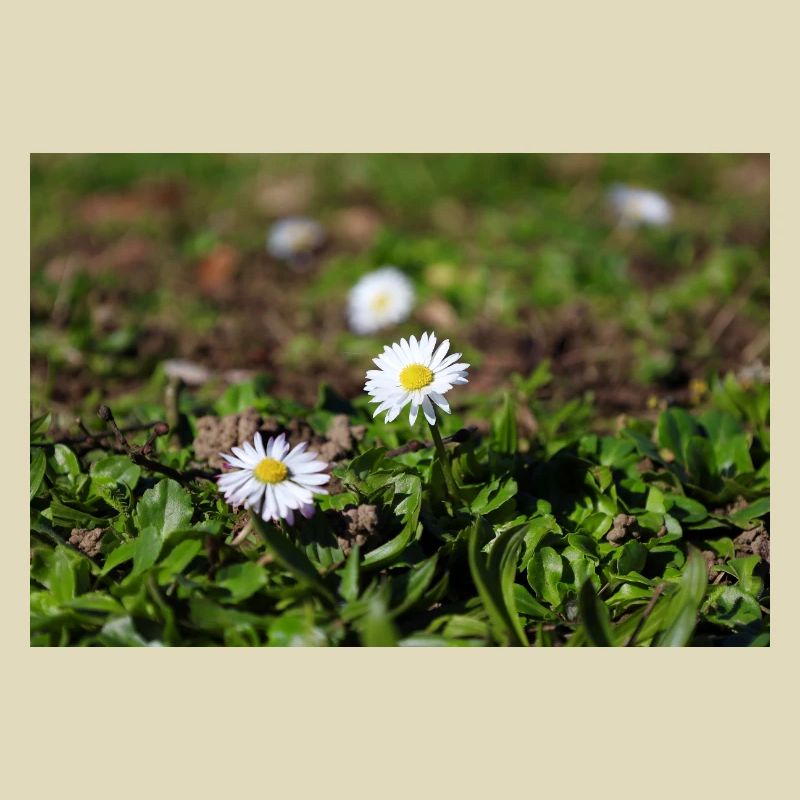 Gänseblümchen