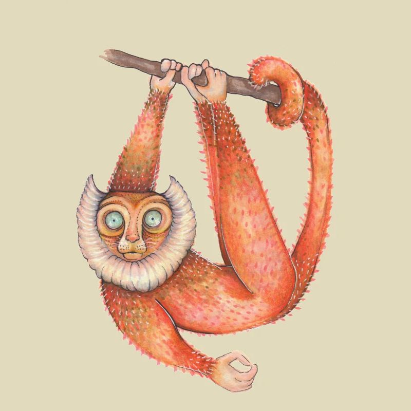 Lemur Li