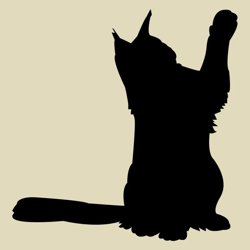 Maine Coon 2