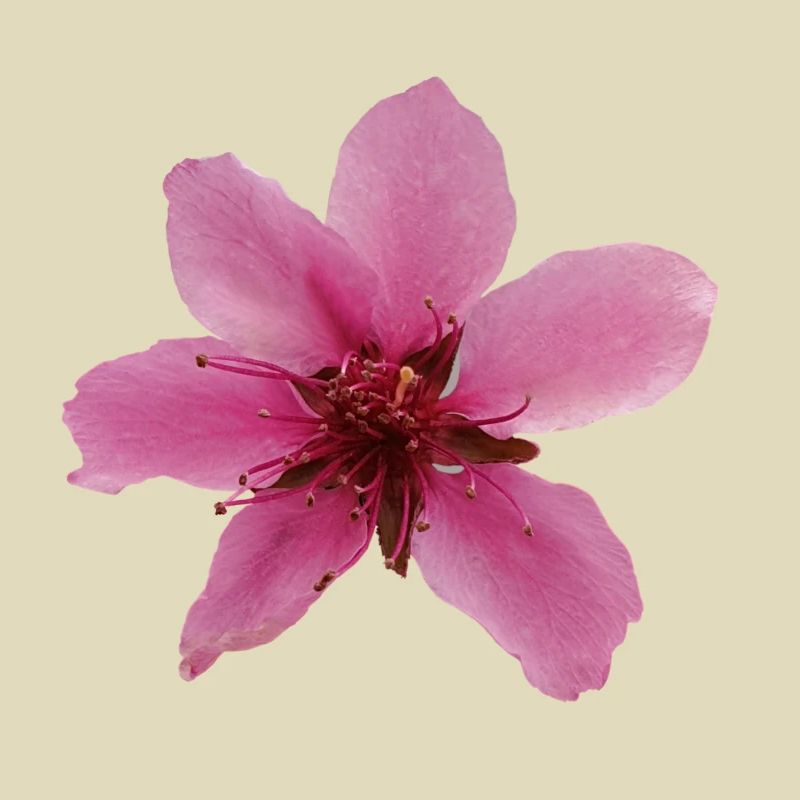 Pfirsichblüte