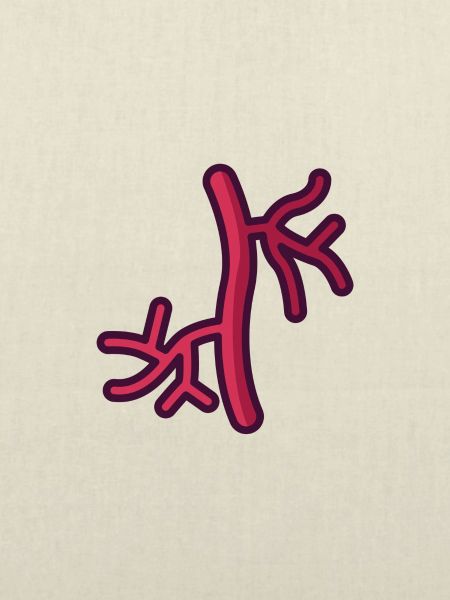 Arterie
