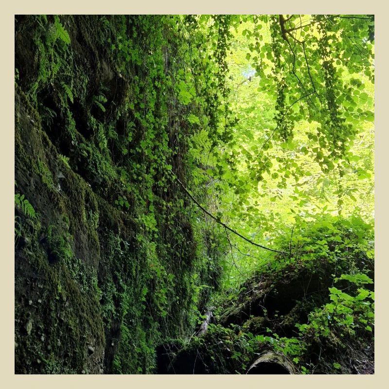 Pfälzer Wald